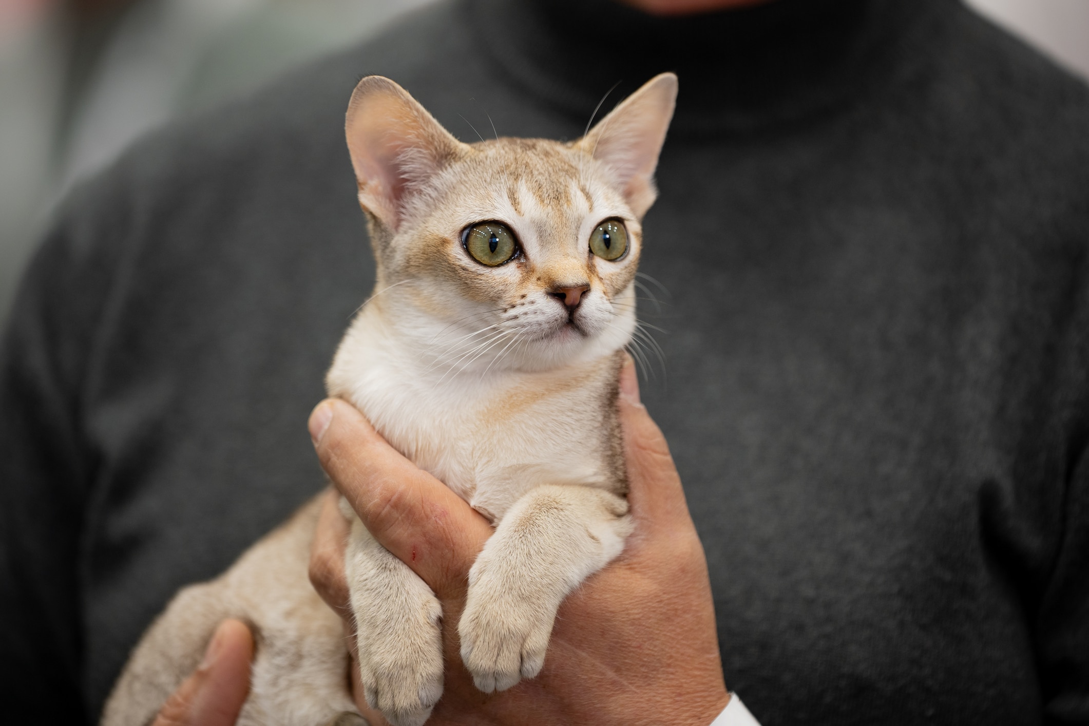 A close-up of a Singapura cat, who is being held by a man in black.